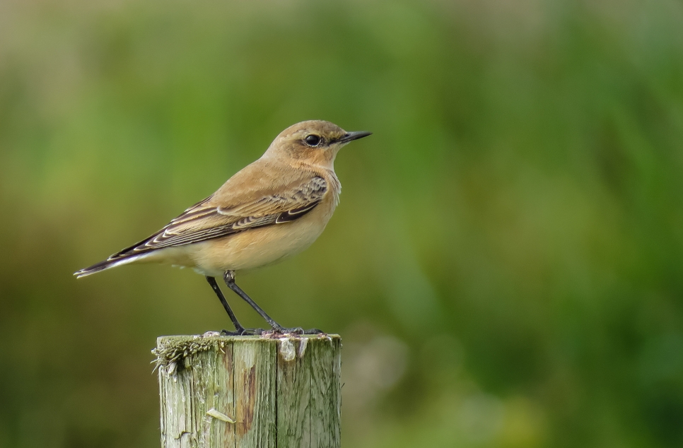 Wheatear, Black Rustic Moth, Meadow Pipit and Skylark