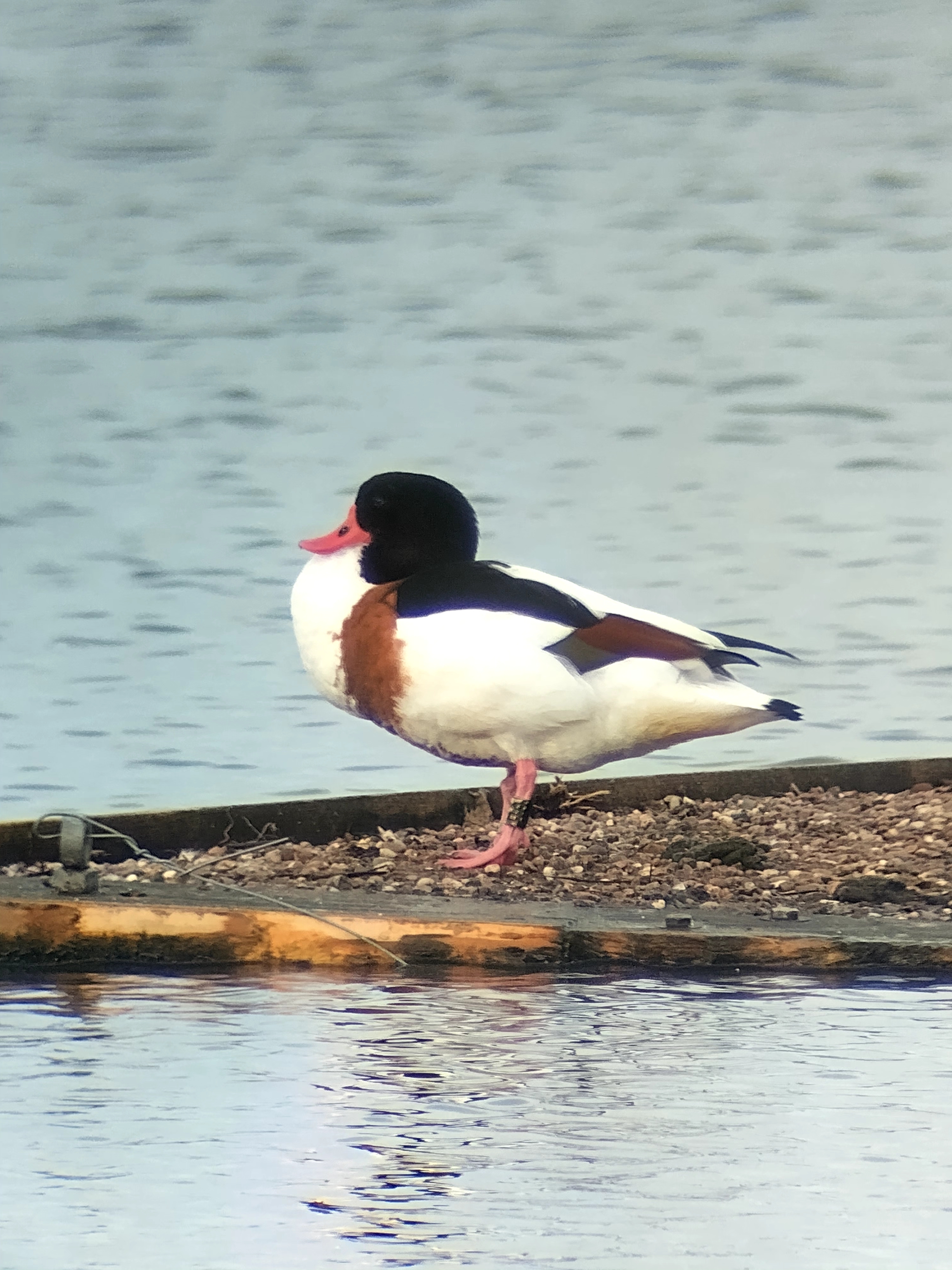 Wildlife Sightings 7/12/2025