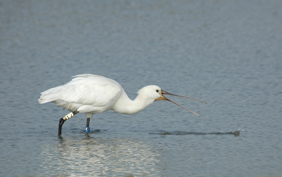 Water Vole, Water Scorpion, and a growing flock of Spoonbill
