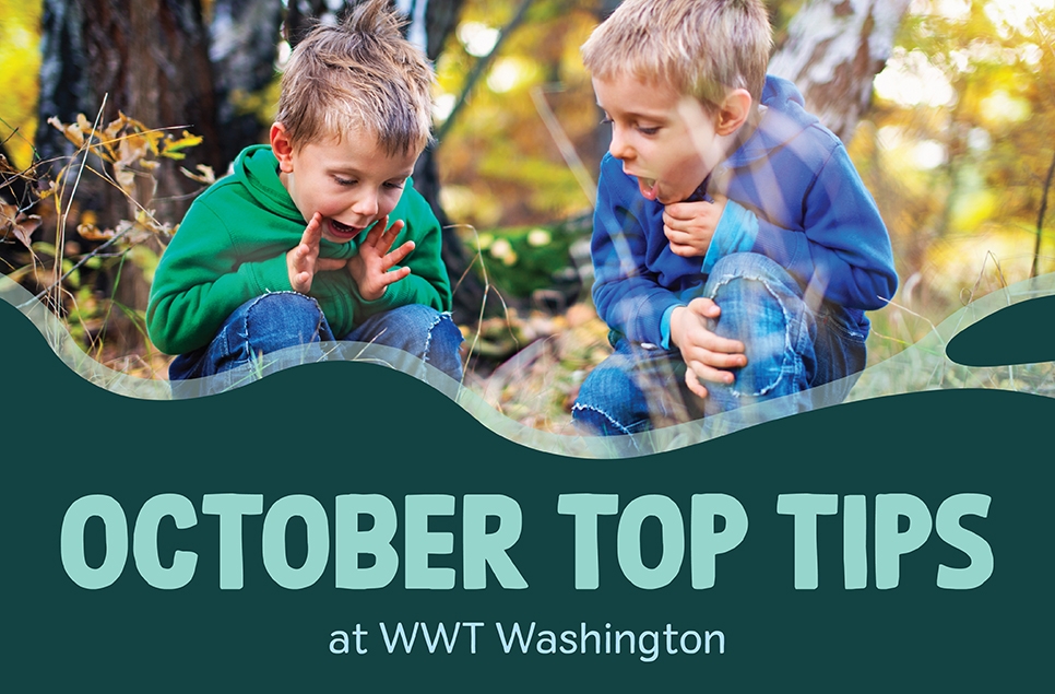 Top things to do This October Half-term