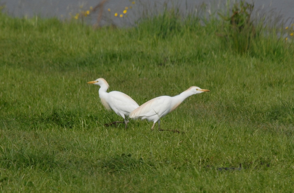 Cattle Egret, Firecrest, Marsh Harrier - and a Pheasant!