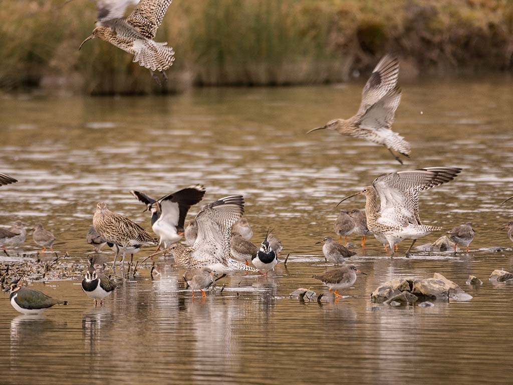 Curlew, redshank and lapwing on Wader Lake