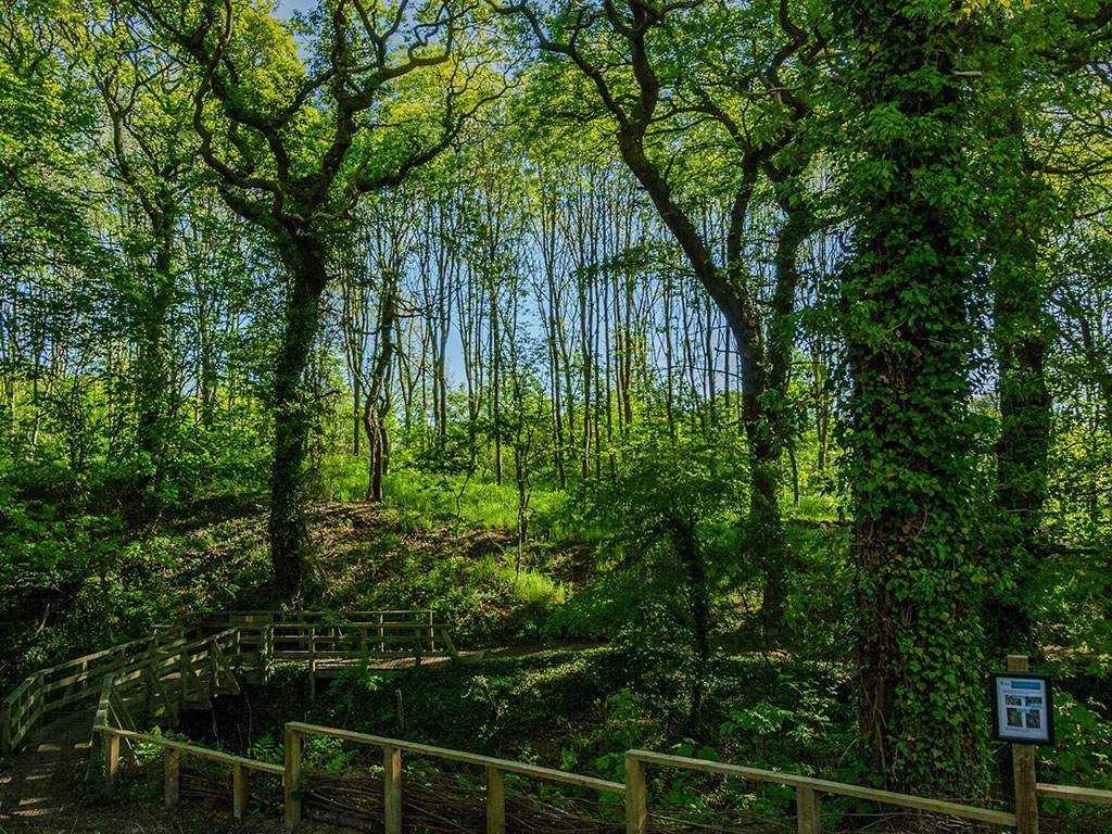 Spring Gill Woods