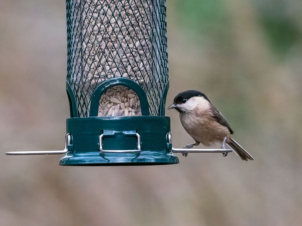 A willow tit visiting a sunflower hearts feeder in Hawthorn Wood