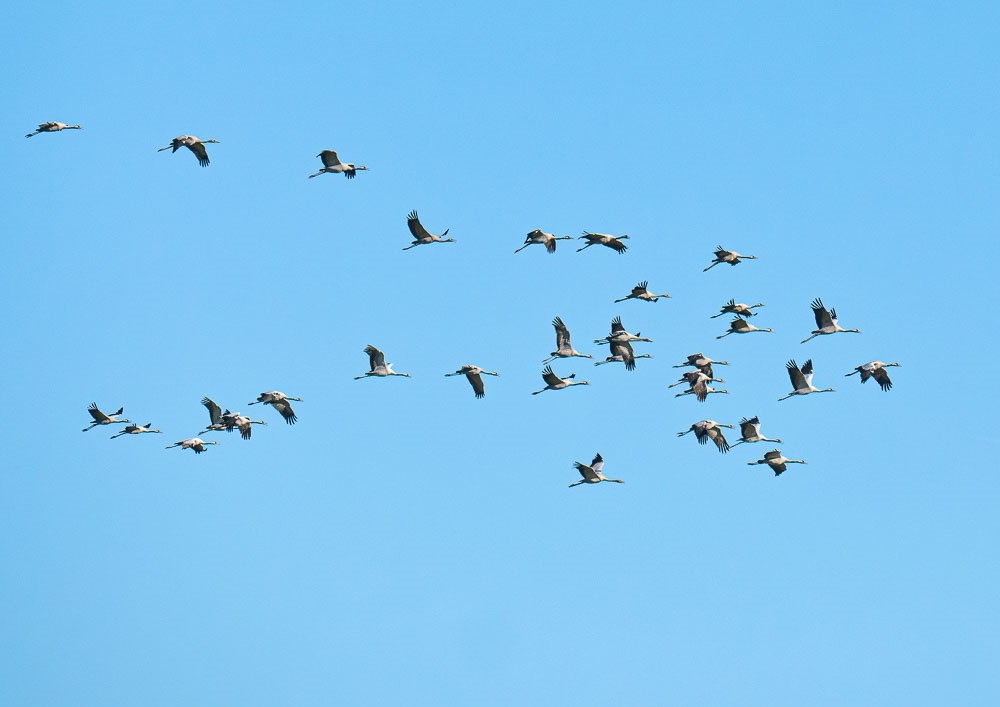 Welney sightings - 27/09/2025