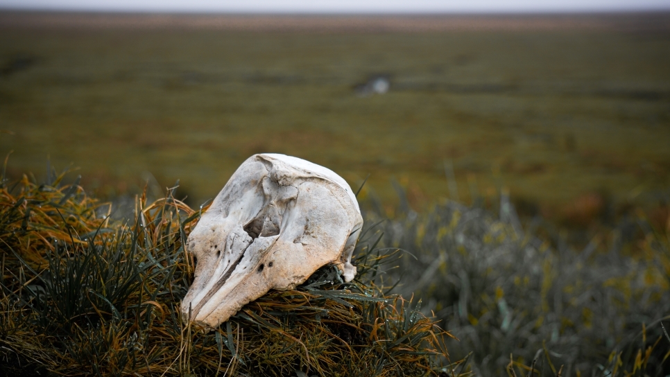 Cetaceans on the solway