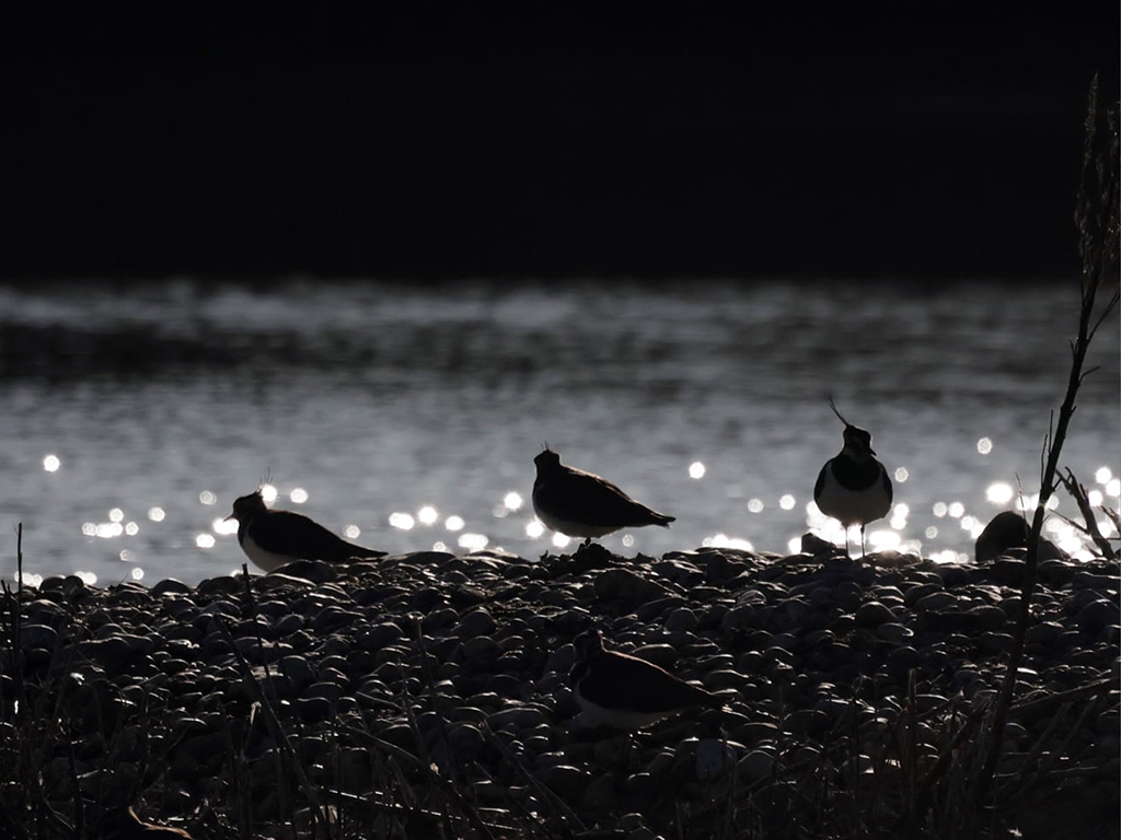 Teal, lapwings and kingfisher