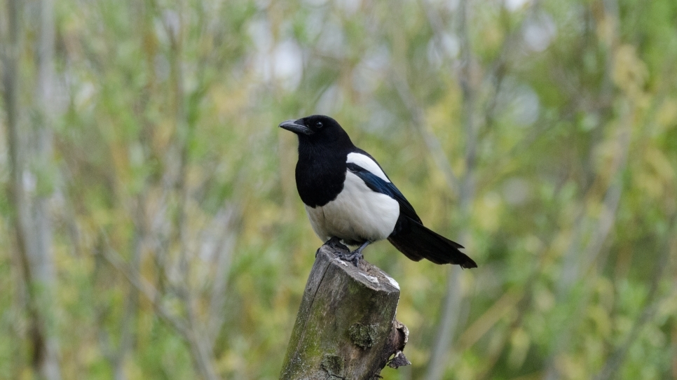 Water rail, barn owl and a surprise magpie