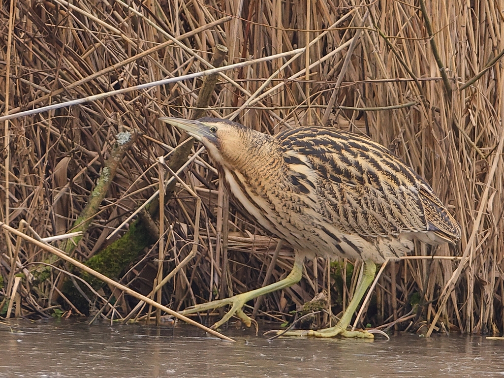 Bittern is back at the Scrape hide
