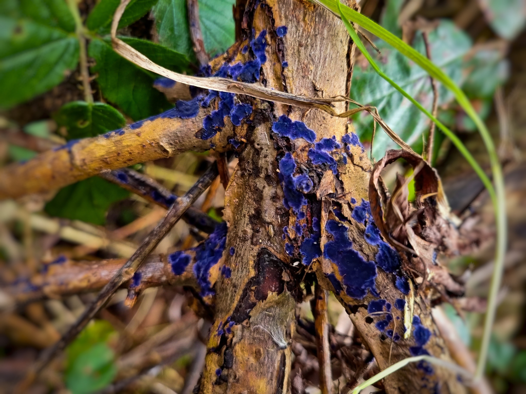 Wintering Blackcaps, majestic Marsh and Hen Harriers, and a Short-eared Owl