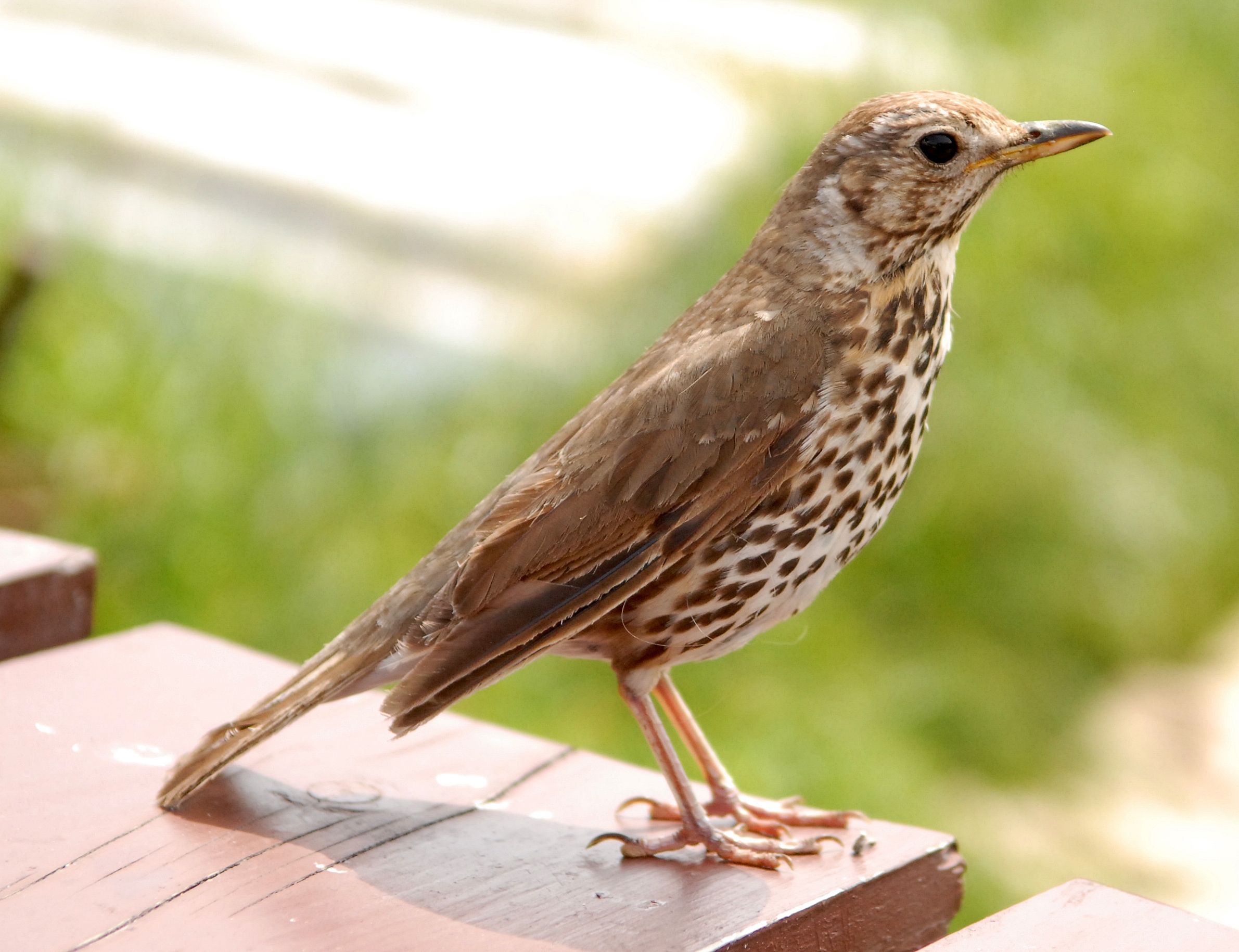 Wildlife Sightings - 07/02/26