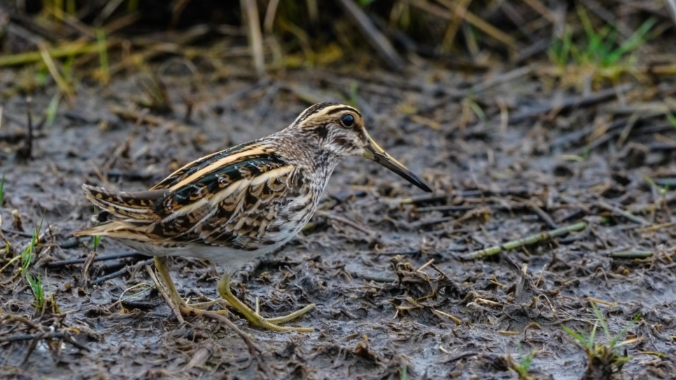 Team Warden takes the lead (Bird Race 2025)