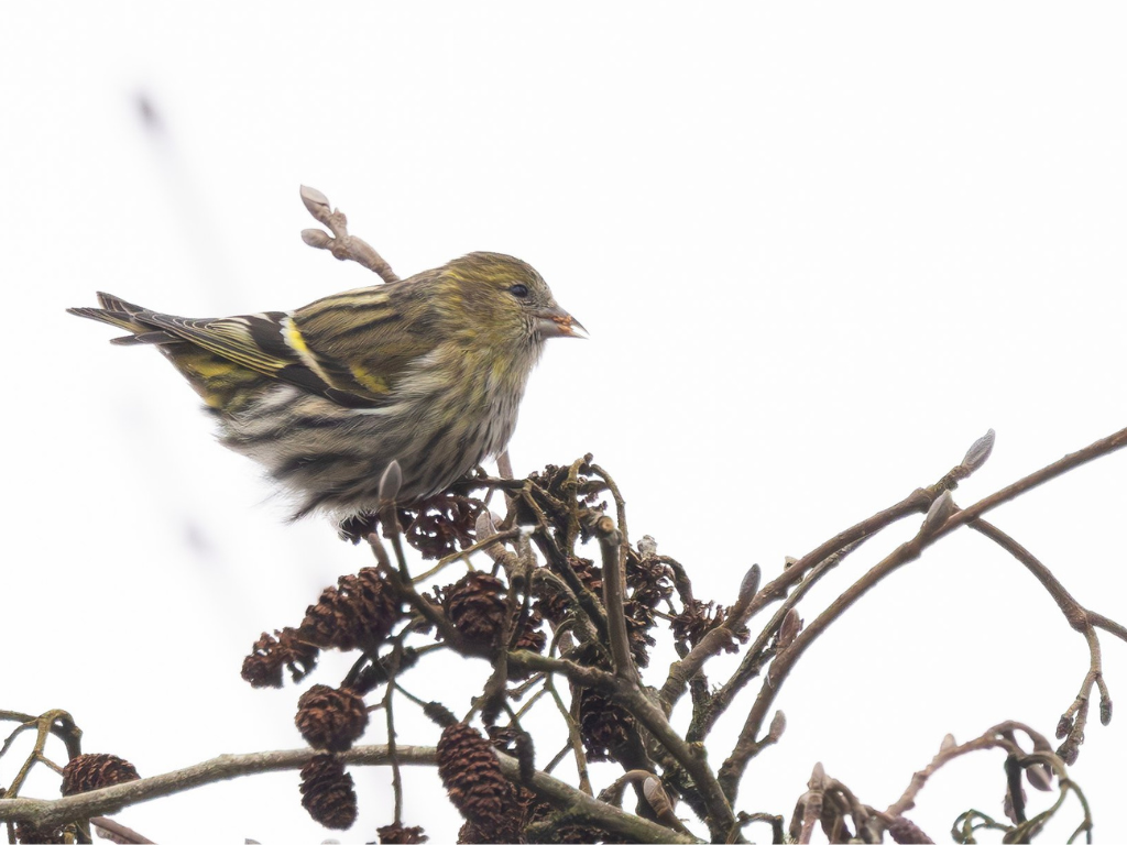 Wildlife Sightings for 20th October 2025