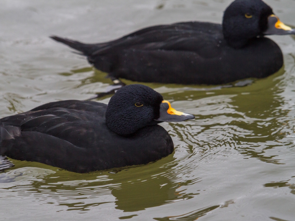 Common Scoter, Fieldfare, Woodcock, and a quartering Hen Harrier