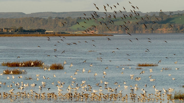 Flock of waders and gulls on the Severn Estuary at Slimbridge in the UK
