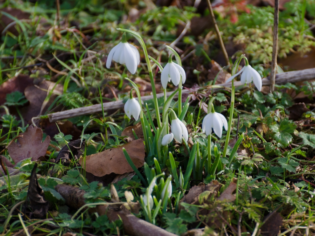 Snowdrop, Hen harrier, Pintail, and swooping Siskin