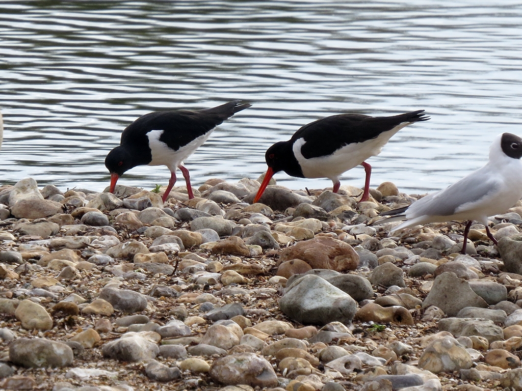 2 oystercatchers down 768x1024.jpg