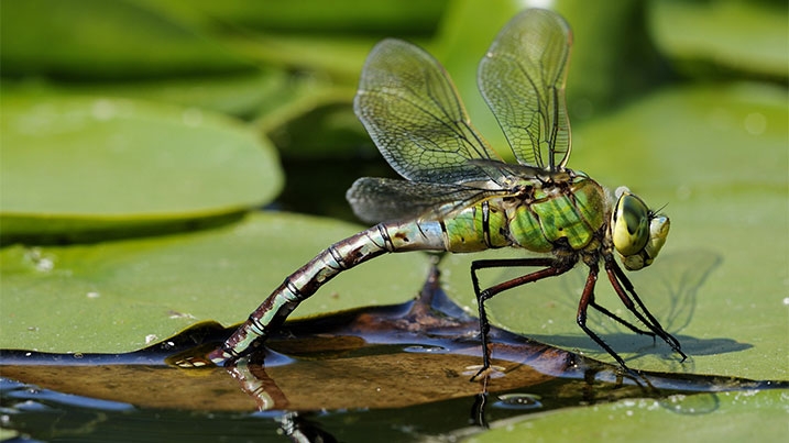 A green dragonfly perches on lily pads