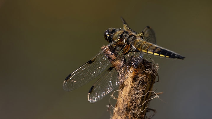 A dragonfly perched on top of a stick