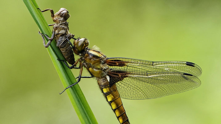 A dragonfly on a piece of foliage