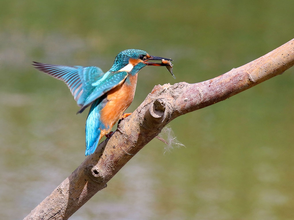 A kingfisher on a perch