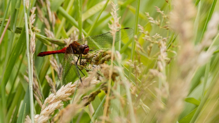 A red dragonfly amongst vegetation