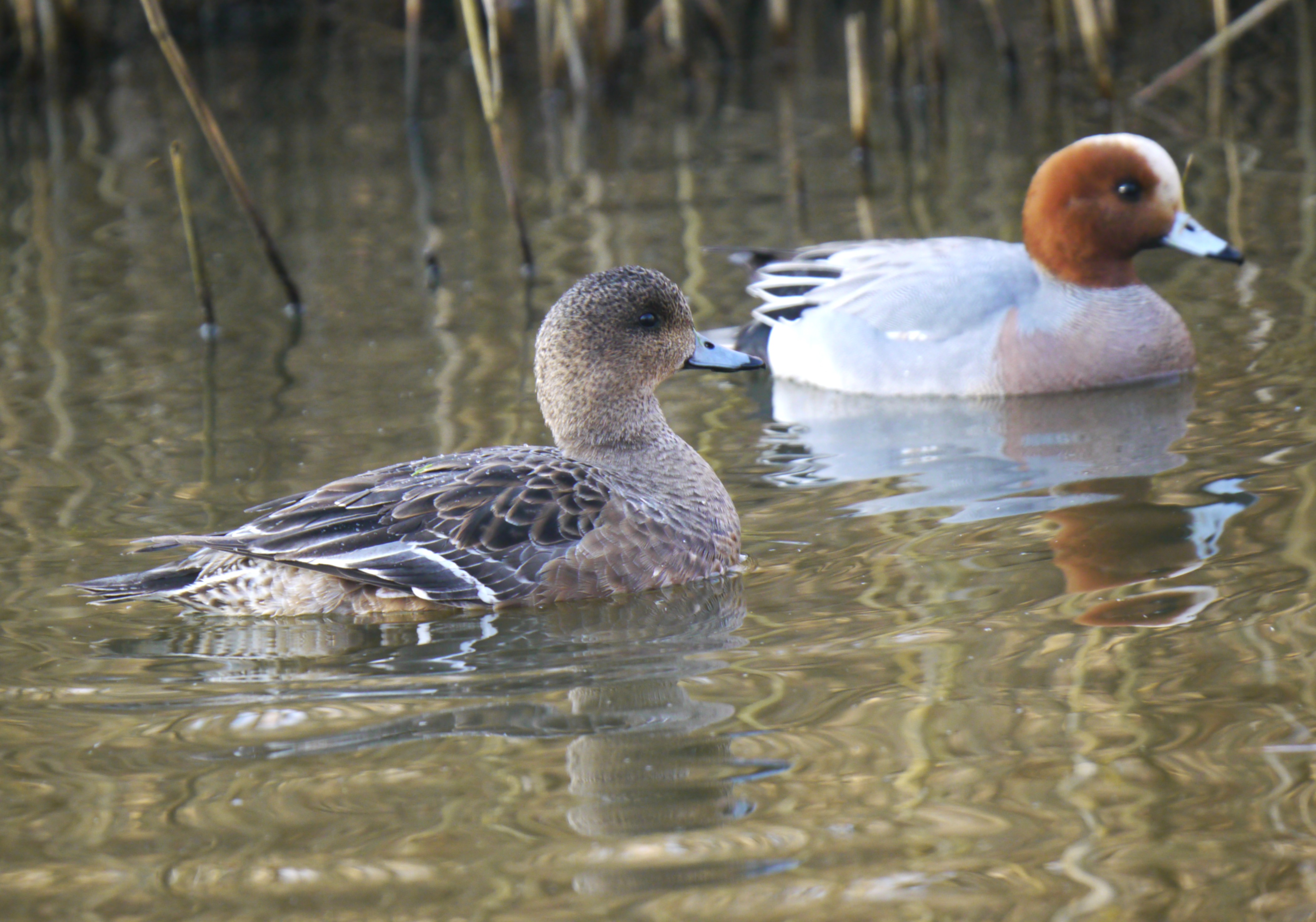 Sightings and news to week ending 19 October 2025