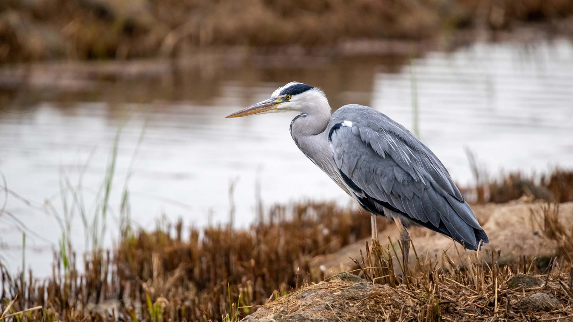 A grey heron on the edge of a stream