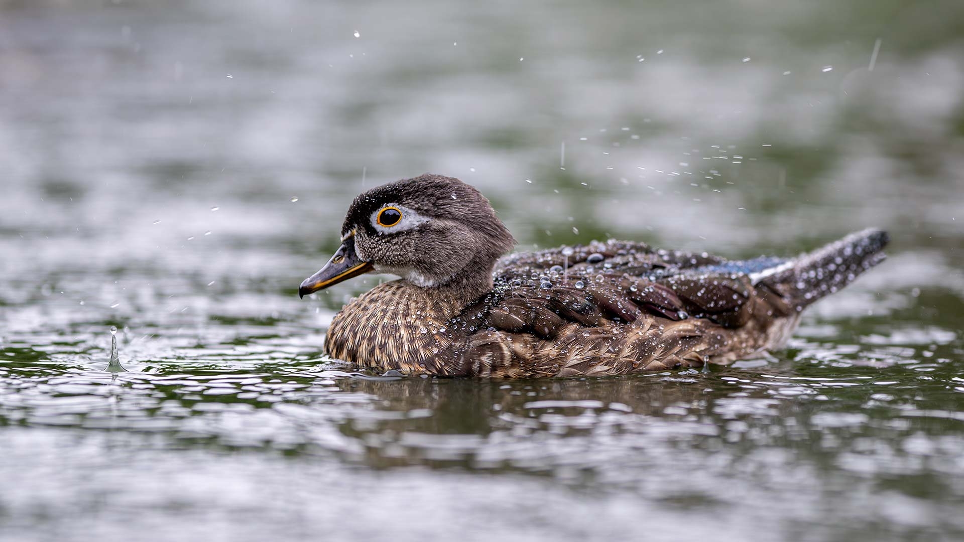 A wood duck on water