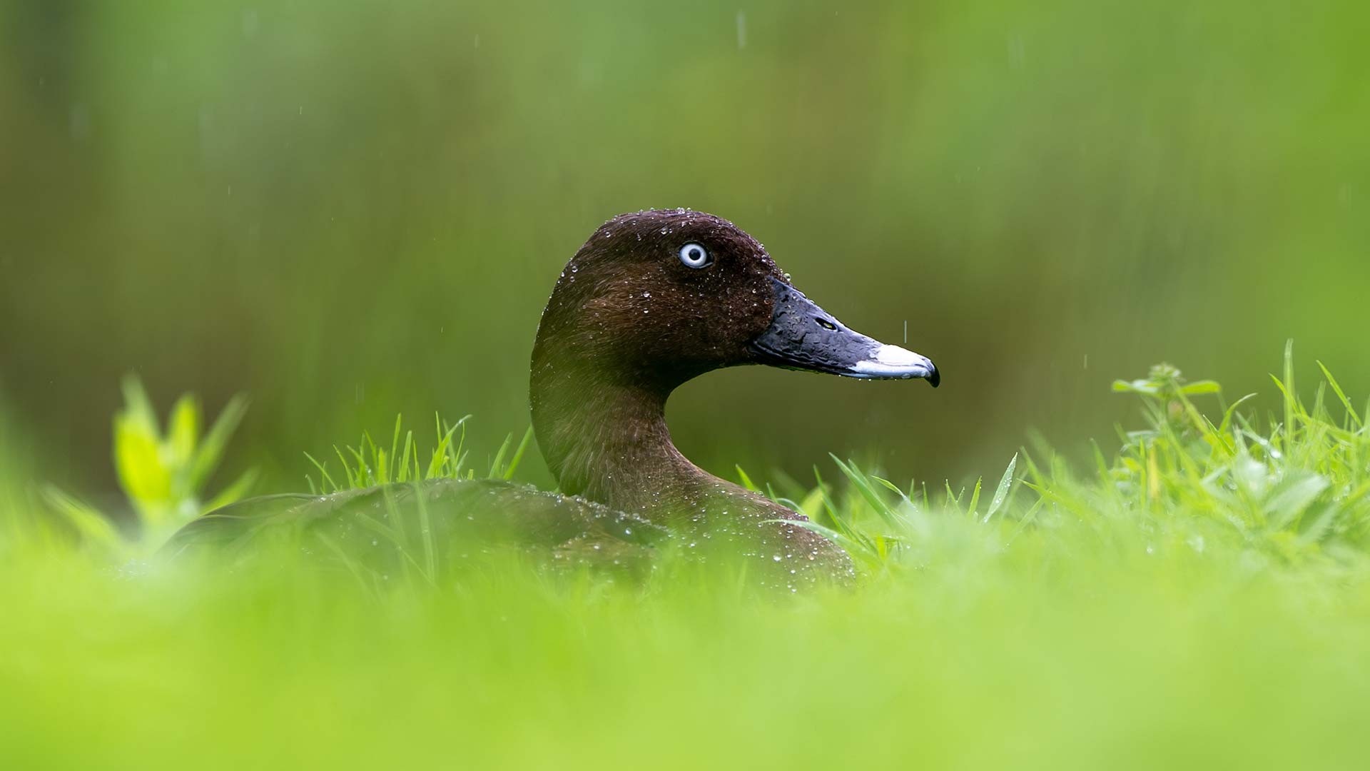 A hardhead duck on water