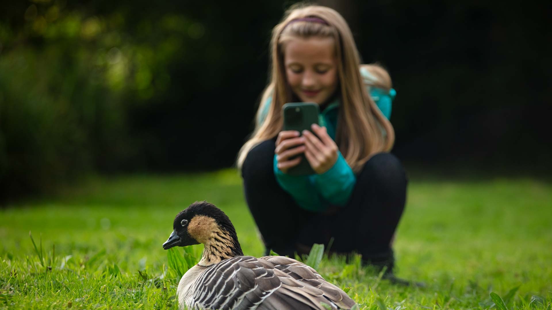 A girl uses a smartphone to take a photo of a hawaiian goose