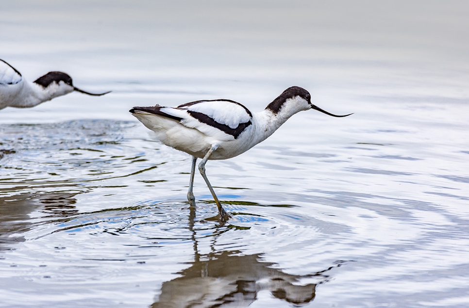 Avocet flirting - Ian Henderson LR.jpg