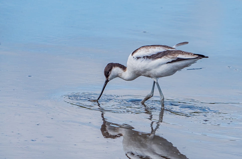 Wildlife Sightings 12/04/25