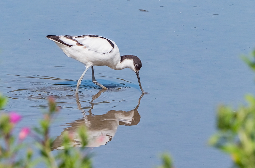 Wildlife Sightings - 06/08/25