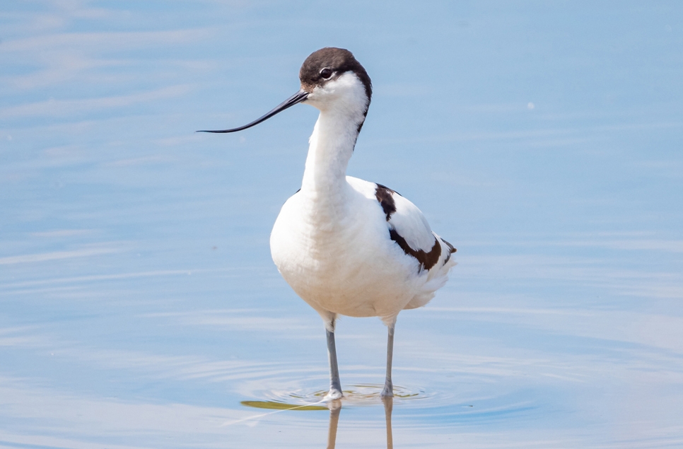 Wildlife Sightings - 12/05/25