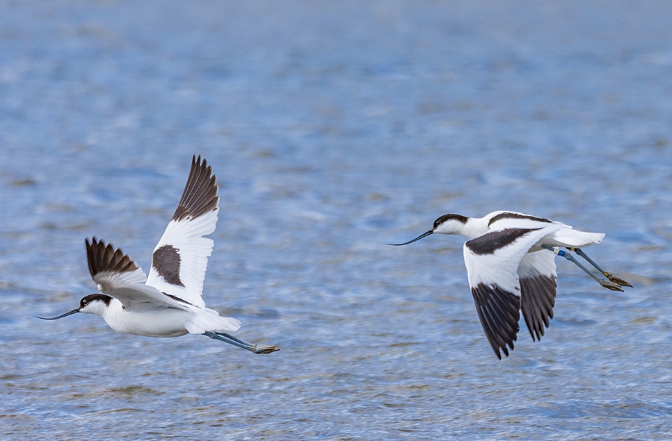 Wildlife Sightings for 4th June 2025
